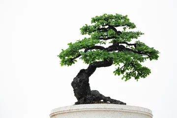 Foto op Plexiglas Bonsaiboom op een witte achtergrond. © MrPreecha