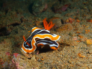 True sea slug