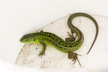Green Lacerta viridis, Lacerta agilis is a species of lizard of the genus Green lizards.