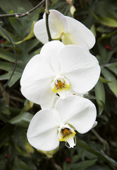 Naklejka na ściany i meble Белая орхидея фаленопсис.