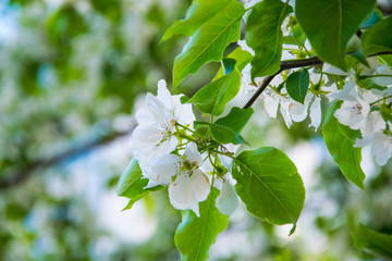  blooming apple tree