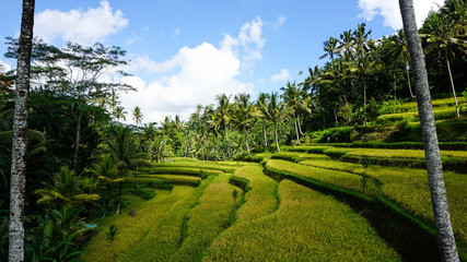 Bali Rice Field 