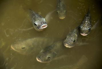 Masses Fish (Nile tilapia, Nilotica, Family Cichlidae) breathe above water food begging and mouth like a people.
