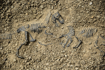 Naklejka premium Dig kości kości dinozaurów kopalnych Tyrannosaurus i Triceratops