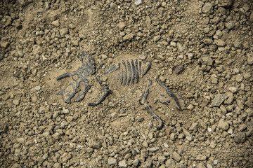 Dig bones dinosaur fossil triceratops.