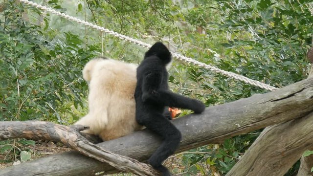 Black and white gibbon are sitting on branch