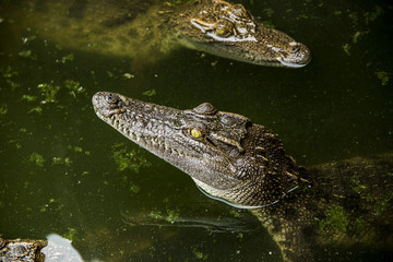 Young Crocodylus siamensis (Siamese Fresh , water Crocodile). head is coming out of water.