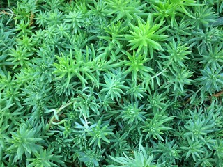 Green leaves reflect sunlight background.