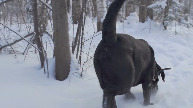 black dog labrador retriever took the trail. the dog smells the smell of prey. winter hunting in the forest. the sense of smell in dogs