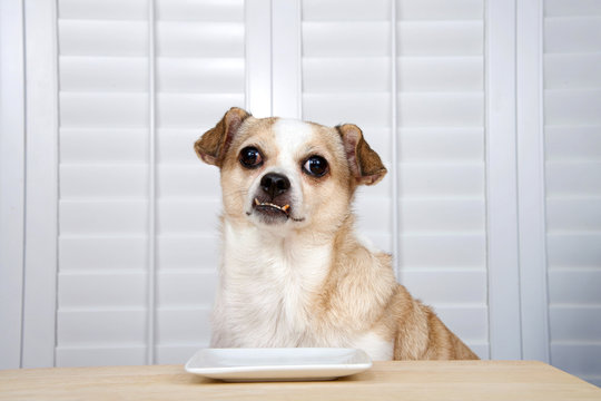 One Senior Chihuahua Dog Sitting At Kitchen Table Waiting For Food. Square White Plate Empty. Window Background With Shutters.