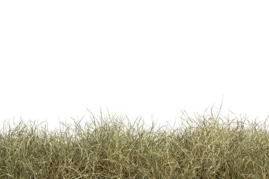 Dried grass isolated on white background.dry grass field.
