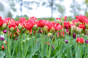 Spring tulip field in garden, Amsterdam, Netherlands