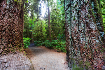 Vancouver forest