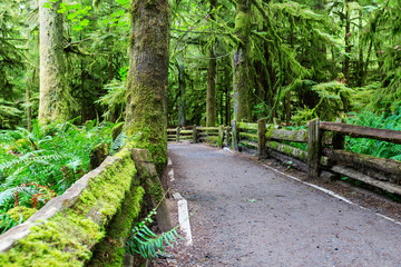 Vancouver forest