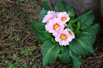 Primrose ,primula vulgaris hybrid,potted spring flower. Macro. Copy space. Selective focus.