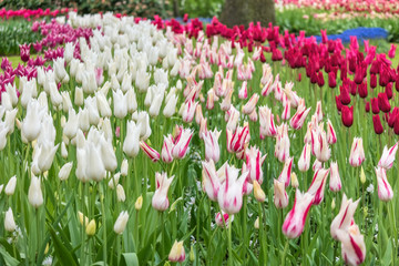 Spring tulip field in garden, Amsterdam, Netherlands