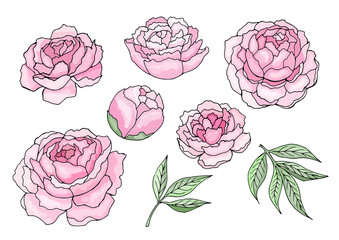 Pink peony flowers and leaves isolated clipart vector illustration