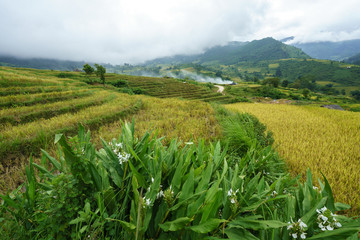 Terraced rice field landscape in harvesting season in Y Ty, Bat Xat district, Lao Cai, north Vietnam