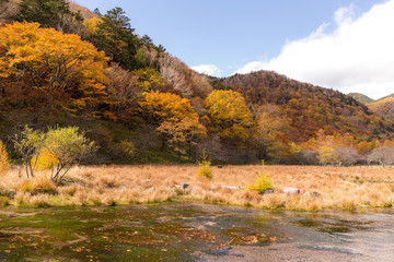 Beautiful autumn landscape in nikko of Japan