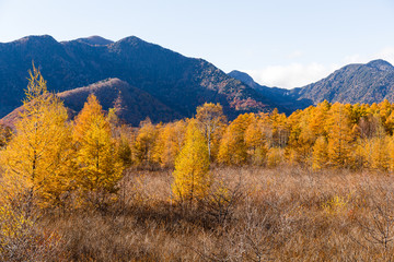 Fototapeta premium Mount Nantai and golden autumn in Japan