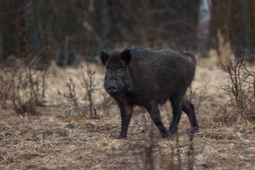 pig, animal, wild, boar