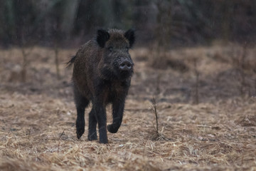 pig, animal, boar, wild