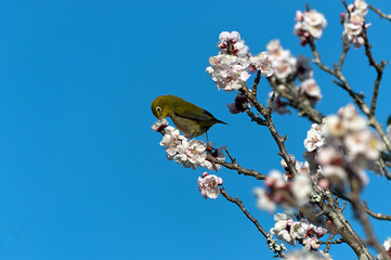 梅の花の蜜を吸うメジロ