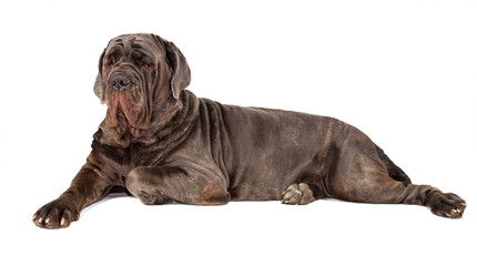 Italian mastiff cane corso on white background