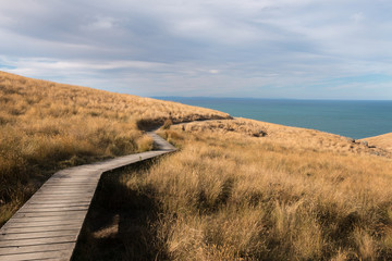 Obraz premium View to ocean from Godley Head Coastal Walk