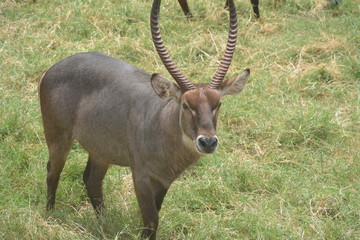 Wasserbock in Tsavo Ost
