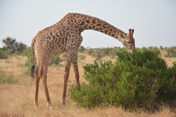 Giraffe beim Mittagessen
