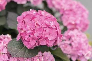 Pink flowers of hydrangea close-up, selective focus. Natural hydrangea macrophylla, hortensia. Large head of selection plant. Floral romantic background