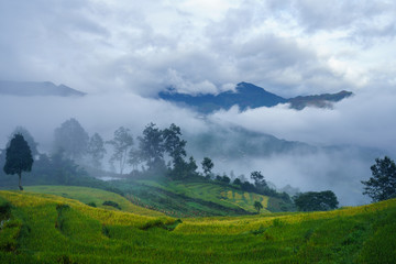 Terraced rice field landscape in harvesting season with low clouds in Y Ty, Bat Xat district, Lao Cai, north Vietnam