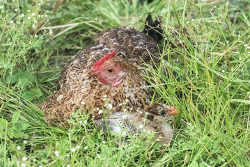 Hen and chick, mother and baby lying on the grass
