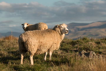 Fototapeta premium Two sheep on high country pasture at sunset