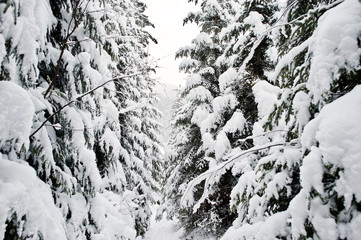 Huge pine trees forest covered by snow. Majestic winter landscapes.