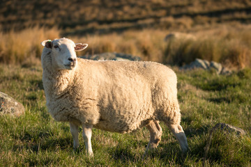 Naklejka na ściany i meble Single sheep on a pasture at sunset