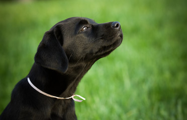 Black Labrador Retriever dog outdoor portrait against grass