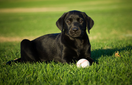 Black Labrador Retriever dog outdoor portrait lying in grass with baseball