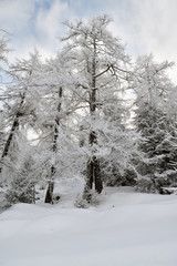 La galaverna imbianca gli alberi nel bosco in montagna
