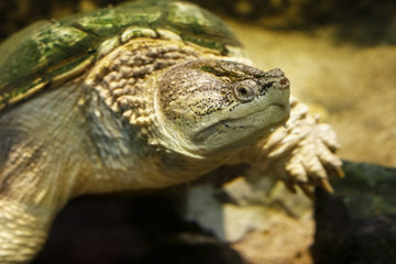 Common snapping turtle (Chelydra serpentina) in the oceanarium.