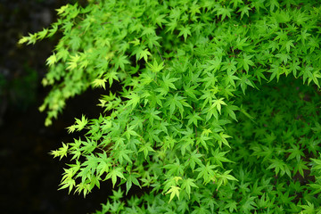 Japanese maple-25
