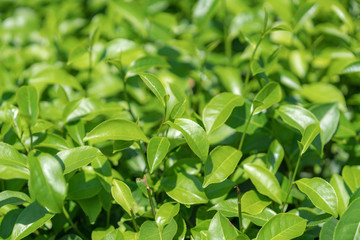 Green tea leaves in a tea plantation.