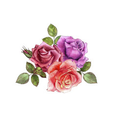 Fototapeta premium watercolor drawing roses