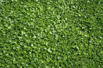 green plant texture background