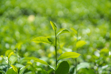 Green tea leaves in a tea plantation.