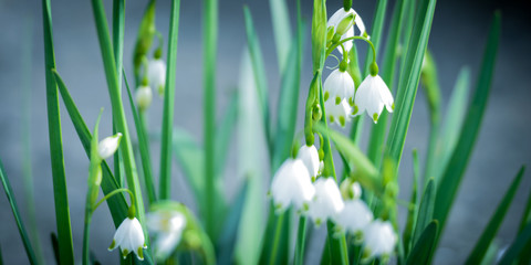 Blumen Hintergrund