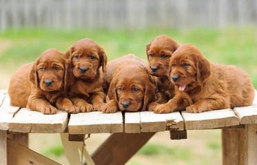 Five red setter puppies lie on wooden table
