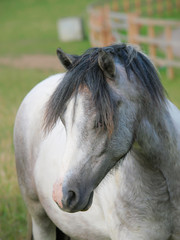 Obraz premium Welsh Pony Head Shot