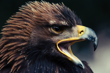 Close up head portrait of a golden eagle